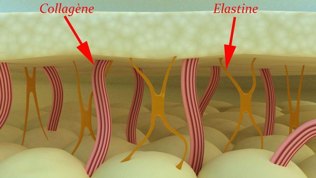 Collagen and elastin-structural proteins of the skin